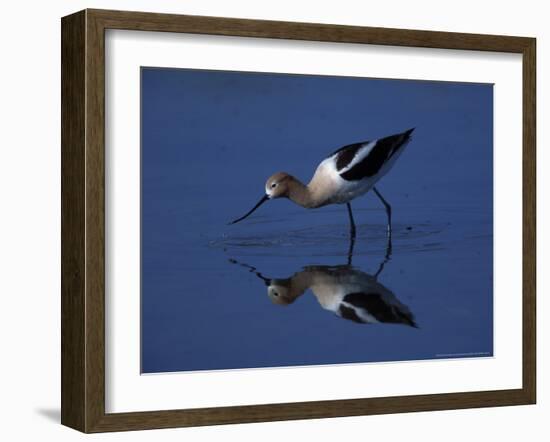 Male American Avocet in Saltwater Pool, Antelope Island State Park, Great Salt Lake, Utah, USA-Jerry & Marcy Monkman-Framed Photographic Print