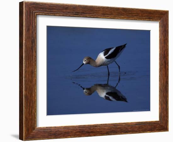 Male American Avocet in Saltwater Pool, Antelope Island State Park, Great Salt Lake, Utah, USA-Jerry & Marcy Monkman-Framed Photographic Print