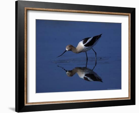 Male American Avocet in Saltwater Pool, Antelope Island State Park, Great Salt Lake, Utah, USA-Jerry & Marcy Monkman-Framed Photographic Print