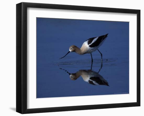 Male American Avocet in Saltwater Pool, Antelope Island State Park, Great Salt Lake, Utah, USA-Jerry & Marcy Monkman-Framed Photographic Print