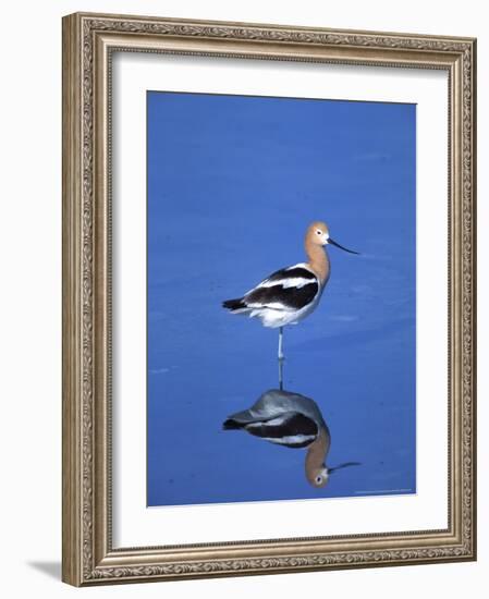 Male American Avocet in Saltwater Pool, Antelope Island State Park, Great Salt Lake, Utah, USA-Jerry & Marcy Monkman-Framed Photographic Print