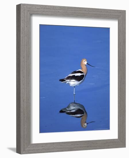 Male American Avocet in Saltwater Pool, Antelope Island State Park, Great Salt Lake, Utah, USA-Jerry & Marcy Monkman-Framed Photographic Print