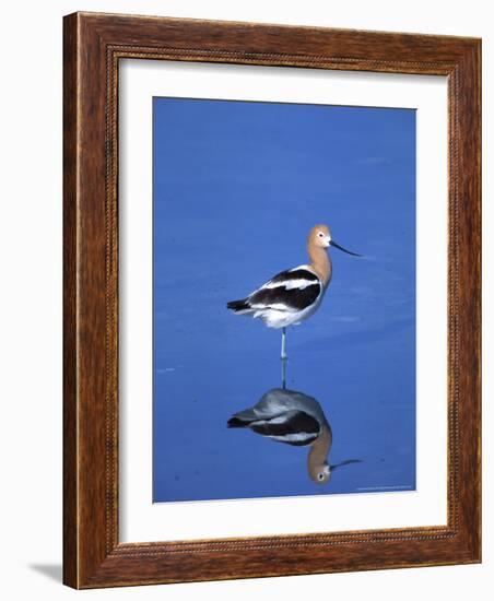 Male American Avocet in Saltwater Pool, Antelope Island State Park, Great Salt Lake, Utah, USA-Jerry & Marcy Monkman-Framed Photographic Print