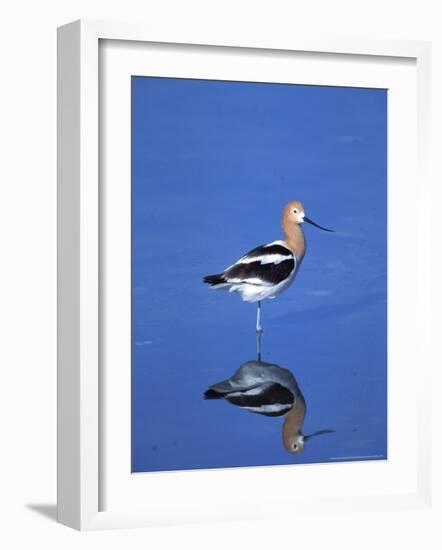 Male American Avocet in Saltwater Pool, Antelope Island State Park, Great Salt Lake, Utah, USA-Jerry & Marcy Monkman-Framed Photographic Print