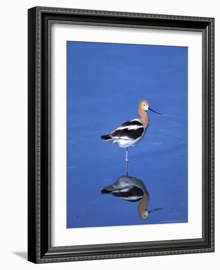 Male American Avocet in Saltwater Pool, Antelope Island State Park, Great Salt Lake, Utah, USA-Jerry & Marcy Monkman-Framed Photographic Print