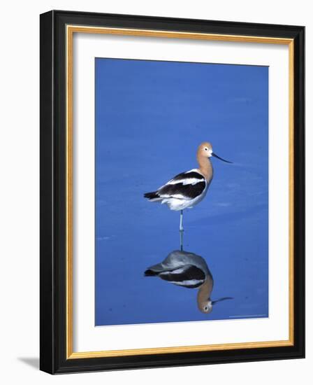 Male American Avocet in Saltwater Pool, Antelope Island State Park, Great Salt Lake, Utah, USA-Jerry & Marcy Monkman-Framed Photographic Print