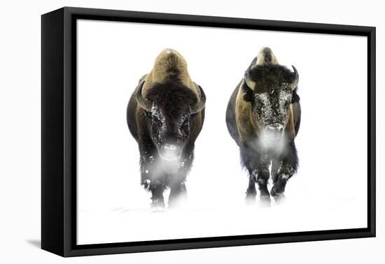 Male American Bison in snow, Yellowstone, Wyoming, USA-Nick Garbutt-Framed Premier Image Canvas