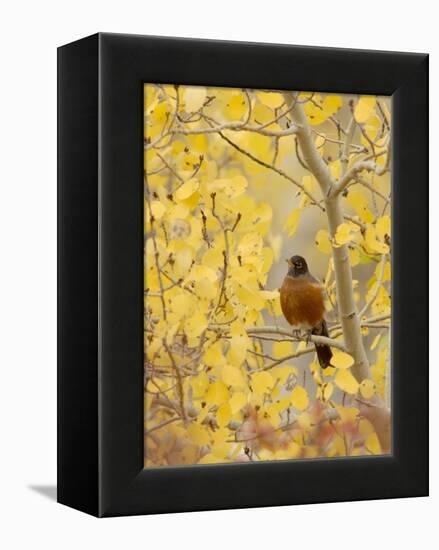 Male American Robin in Aspen Tree, Grand Teton National Park, Wyoming, USA-Rolf Nussbaumer-Framed Premier Image Canvas