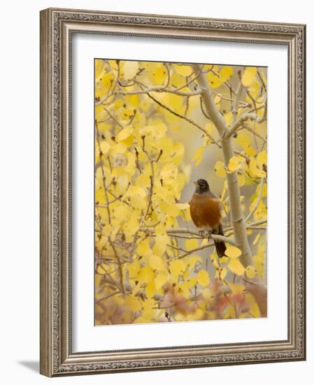 Male American Robin in Aspen Tree, Grand Teton National Park, Wyoming, USA-Rolf Nussbaumer-Framed Photographic Print