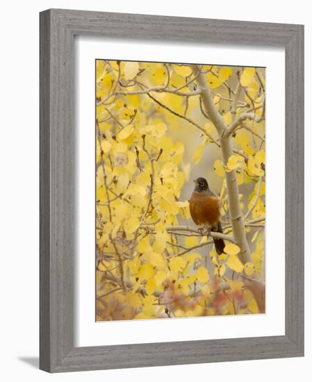 Male American Robin in Aspen Tree, Grand Teton National Park, Wyoming, USA-Rolf Nussbaumer-Framed Photographic Print