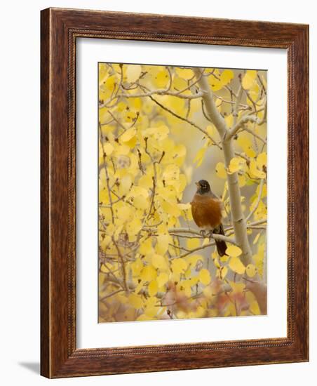 Male American Robin in Aspen Tree, Grand Teton National Park, Wyoming, USA-Rolf Nussbaumer-Framed Photographic Print