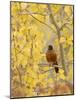 Male American Robin in Aspen Tree, Grand Teton National Park, Wyoming, USA-Rolf Nussbaumer-Mounted Photographic Print