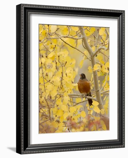 Male American Robin in Aspen Tree, Grand Teton National Park, Wyoming, USA-Rolf Nussbaumer-Framed Photographic Print