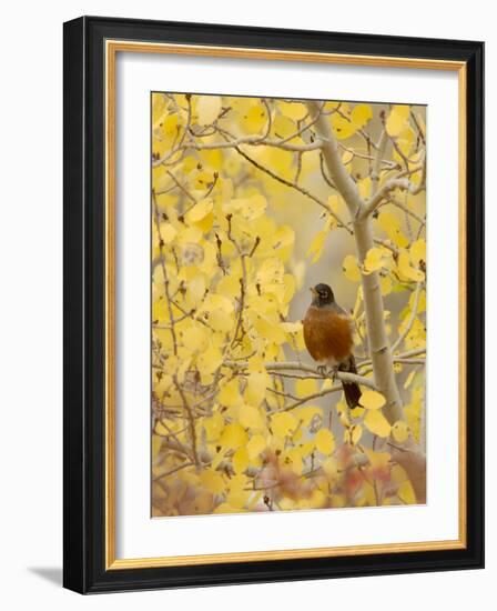 Male American Robin in Aspen Tree, Grand Teton National Park, Wyoming, USA-Rolf Nussbaumer-Framed Photographic Print