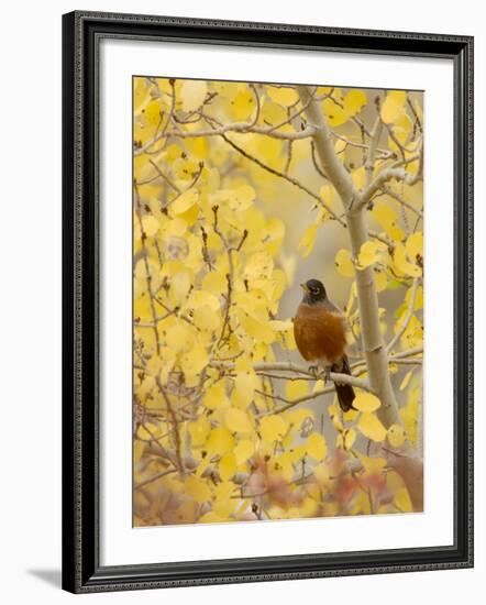 Male American Robin in Aspen Tree, Grand Teton National Park, Wyoming, USA-Rolf Nussbaumer-Framed Photographic Print