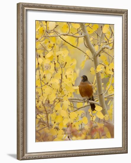 Male American Robin in Aspen Tree, Grand Teton National Park, Wyoming, USA-Rolf Nussbaumer-Framed Photographic Print