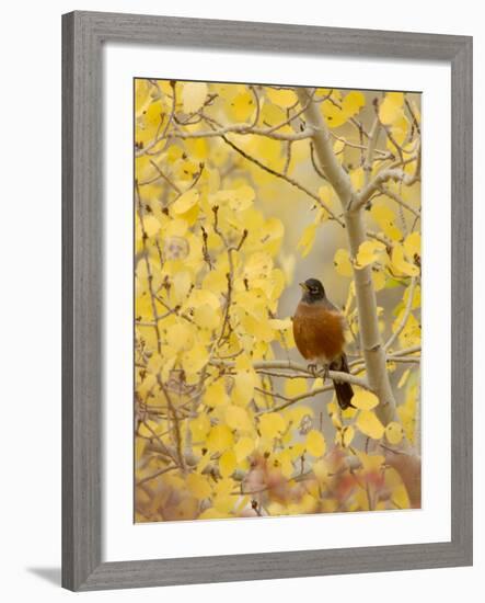 Male American Robin in Aspen Tree, Grand Teton National Park, Wyoming, USA-Rolf Nussbaumer-Framed Photographic Print