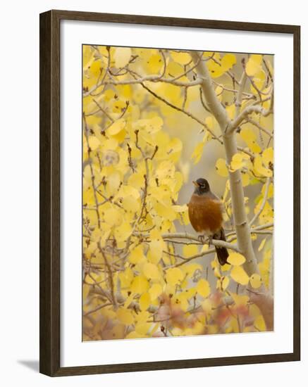 Male American Robin in Aspen Tree, Grand Teton National Park, Wyoming, USA-Rolf Nussbaumer-Framed Photographic Print