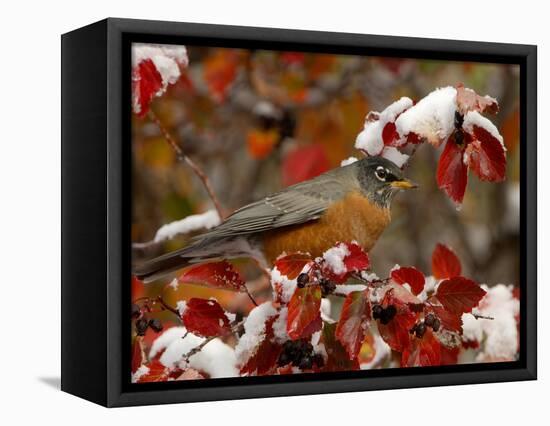 Male American Robin in Black Hawthorn, Grand Teton National Park, Wyoming, USA-Rolf Nussbaumer-Framed Premier Image Canvas