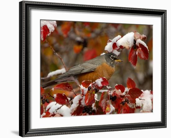 Male American Robin in Black Hawthorn, Grand Teton National Park, Wyoming, USA-Rolf Nussbaumer-Framed Photographic Print