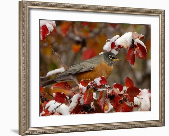 Male American Robin in Black Hawthorn, Grand Teton National Park, Wyoming, USA-Rolf Nussbaumer-Framed Photographic Print