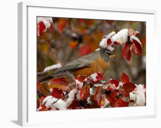 Male American Robin in Black Hawthorn, Grand Teton National Park, Wyoming, USA-Rolf Nussbaumer-Framed Photographic Print