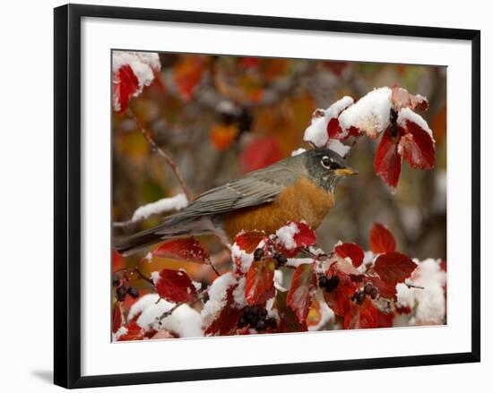 Male American Robin in Black Hawthorn, Grand Teton National Park, Wyoming, USA-Rolf Nussbaumer-Framed Photographic Print