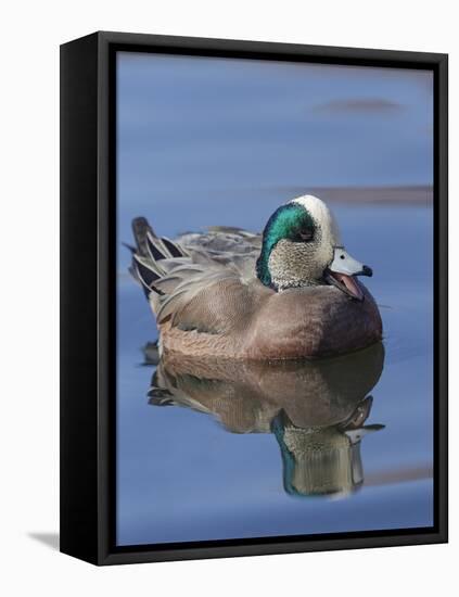 Male American Wigeon in freshwater pond, New Mexico-Maresa Pryor-Framed Premier Image Canvas