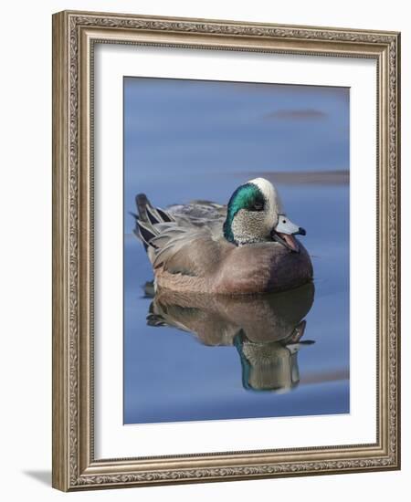 Male American Wigeon in freshwater pond, New Mexico-Maresa Pryor-Framed Photographic Print