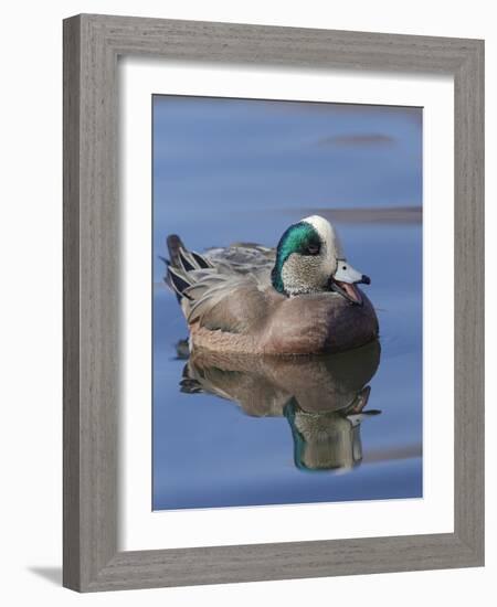 Male American Wigeon in freshwater pond, New Mexico-Maresa Pryor-Framed Photographic Print