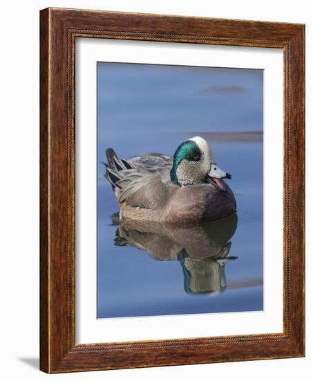 Male American Wigeon in freshwater pond, New Mexico-Maresa Pryor-Framed Photographic Print