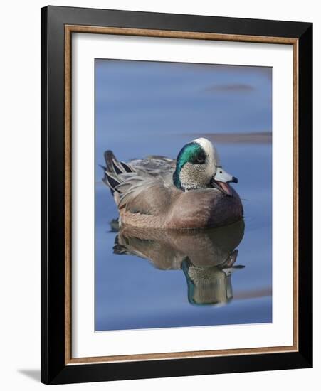 Male American Wigeon in freshwater pond, New Mexico-Maresa Pryor-Framed Photographic Print