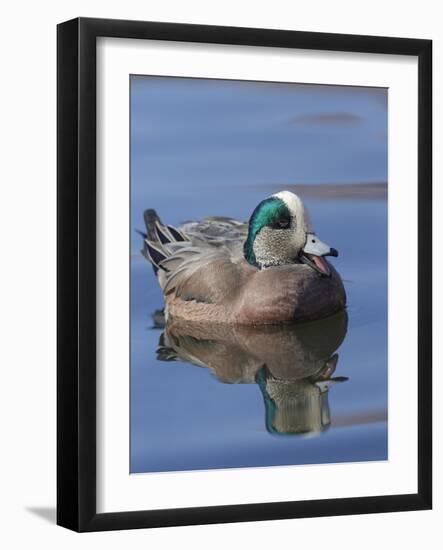 Male American Wigeon in freshwater pond, New Mexico-Maresa Pryor-Framed Photographic Print