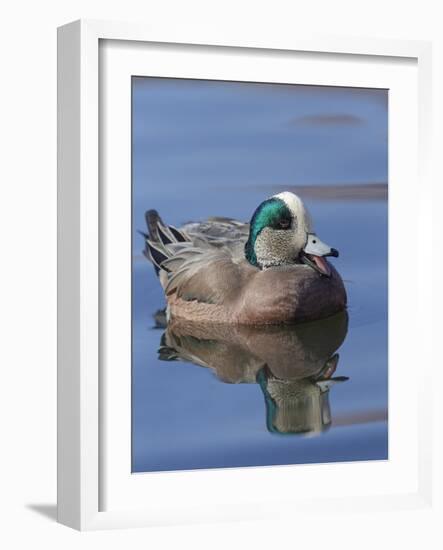 Male American Wigeon in freshwater pond, New Mexico-Maresa Pryor-Framed Photographic Print