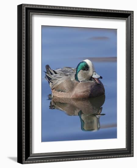 Male American Wigeon in freshwater pond, New Mexico-Maresa Pryor-Framed Photographic Print