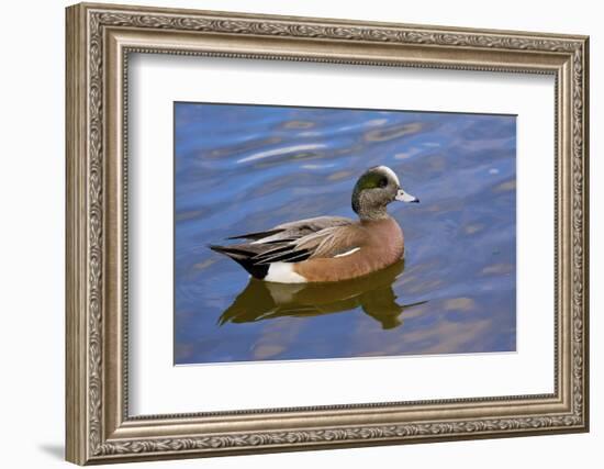 Male, American Wigeon, Swimming, Commonwealth Lake Park, Oregon, Usa-Michel Hersen-Framed Photographic Print