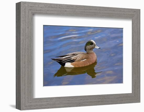 Male, American Wigeon, Swimming, Commonwealth Lake Park, Oregon, Usa-Michel Hersen-Framed Photographic Print