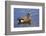 Male, American Wigeon, Swimming, Commonwealth Lake Park, Oregon, Usa-Michel Hersen-Framed Photographic Print