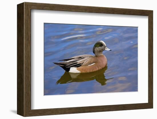 Male, American Wigeon, Swimming, Commonwealth Lake Park, Oregon, Usa-Michel Hersen-Framed Photographic Print