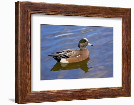 Male, American Wigeon, Swimming, Commonwealth Lake Park, Oregon, Usa-Michel Hersen-Framed Photographic Print