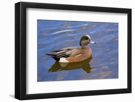 Male, American Wigeon, Swimming, Commonwealth Lake Park, Oregon, Usa-Michel Hersen-Framed Photographic Print