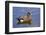 Male, American Wigeon, Swimming, Commonwealth Lake Park, Oregon, Usa-Michel Hersen-Framed Photographic Print