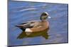 Male, American Wigeon, Swimming, Commonwealth Lake Park, Oregon, Usa-Michel Hersen-Mounted Photographic Print