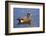 Male, American Wigeon, Swimming, Commonwealth Lake Park, Oregon, Usa-Michel Hersen-Framed Photographic Print