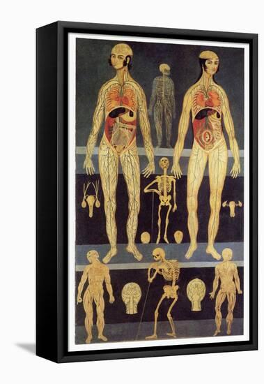 Male And Female Anatomy-Mehau Kulyk-Framed Premier Image Canvas