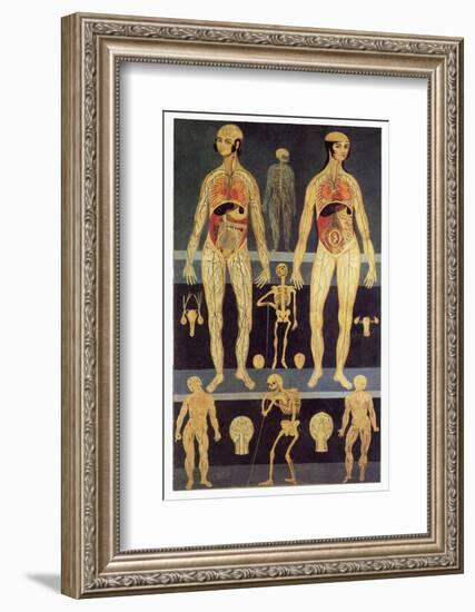 Male And Female Anatomy-Mehau Kulyk-Framed Photographic Print