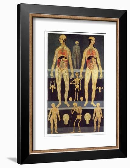 Male And Female Anatomy-Mehau Kulyk-Framed Photographic Print