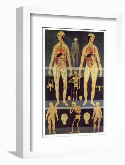 Male And Female Anatomy-Mehau Kulyk-Framed Photographic Print