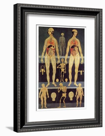 Male And Female Anatomy-Mehau Kulyk-Framed Photographic Print