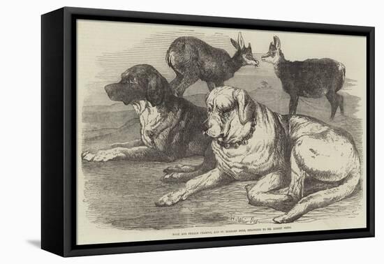 Male and Female Chamois, and St Bernard Dogs, Belonging to Mr Albert Smith-Harrison William Weir-Framed Premier Image Canvas